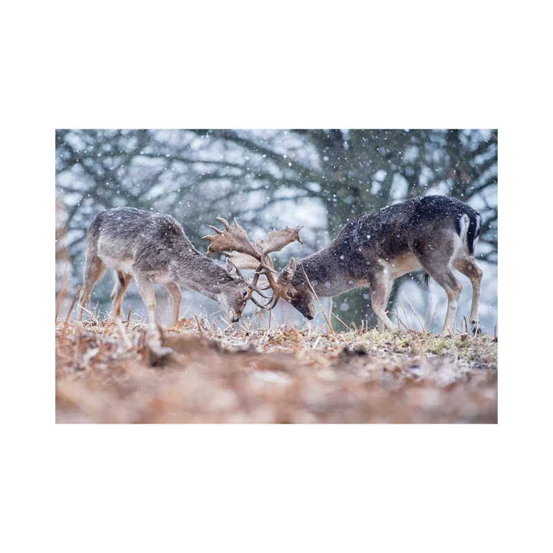 Warm Up Bout by Max Ellis - Wrapped Canvas Print, 20.32 cm H x 30.48 cm W