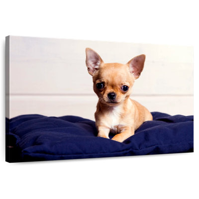 Crowle Teacup Chihuahua