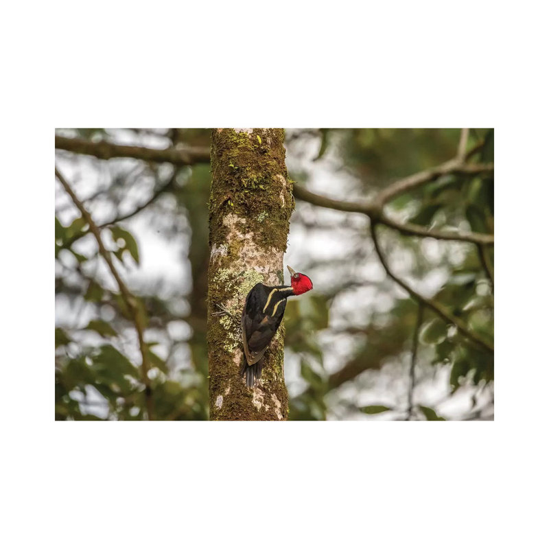 Costa Rica, Arenal. Pale-Billed Woodpecker On Tree. by Jaynes Gallery - Wrapped Canvas Print
