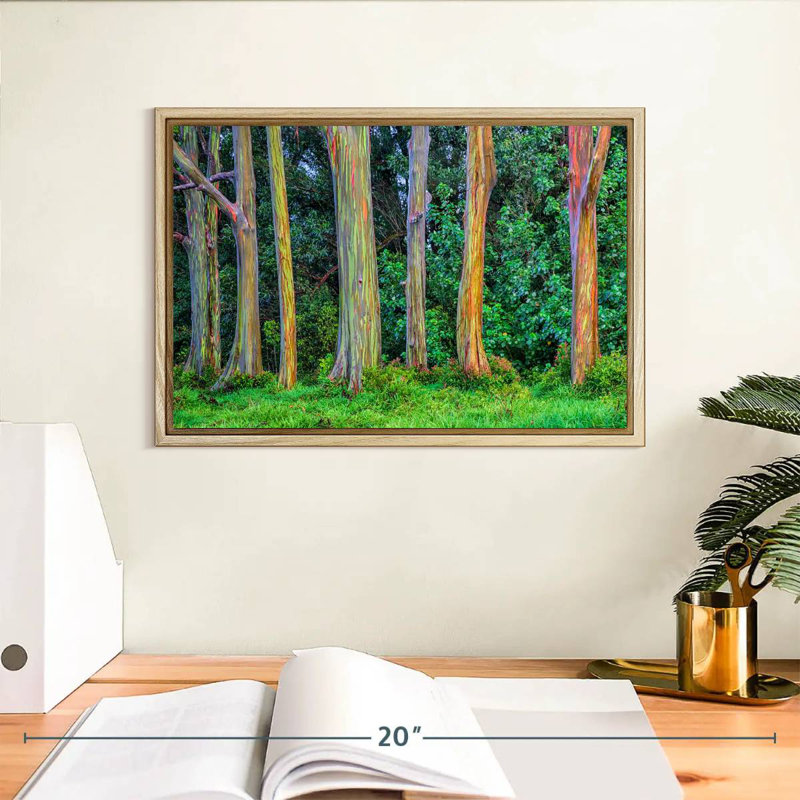 Eucalyptus arc-en-ciel, Cadre flottant en bois naturel, 13 po x 9 po