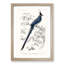 Magpie-Jay Bird by Charles d Orbigny - Framed Print-55576774-55576775