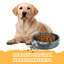 7.5In Natural Marble Dog Bowl Dish-115997571-115997569