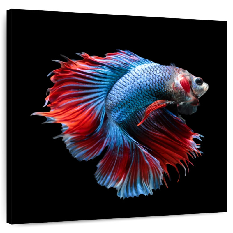Brampt Blue And Red Betta Fish, 10" H x 10" W