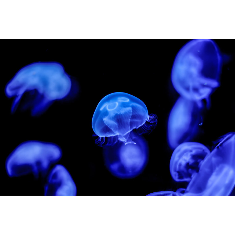 Elvah Blue Moon Jellyfish par Shaunrukinson, H 8 po x l 12 po
