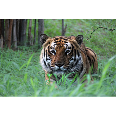 Crouching Tiger by Ram0208 - Wrapped Canvas Print