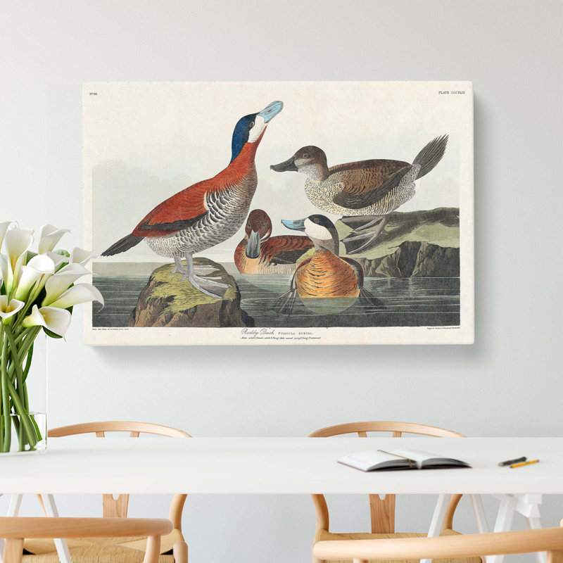 Ruddy Duck by John Audubon - Wrapped Canvas, 50cm H x 76cm W x 3cm D
