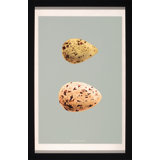 Classic Egg Study 5 Framed Graphic Art