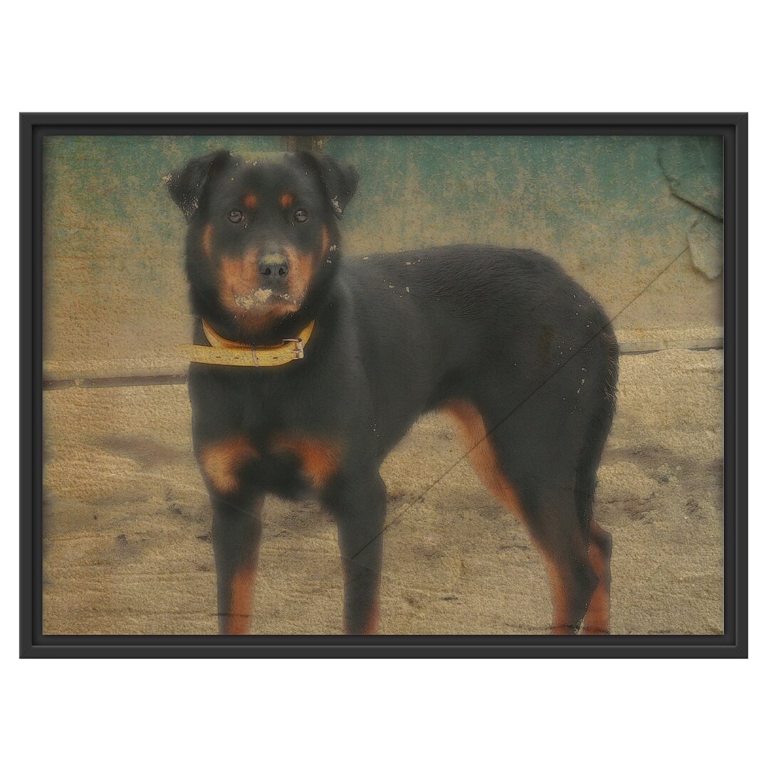 Gerahmtes Wandbild prächtiger Rottweiler