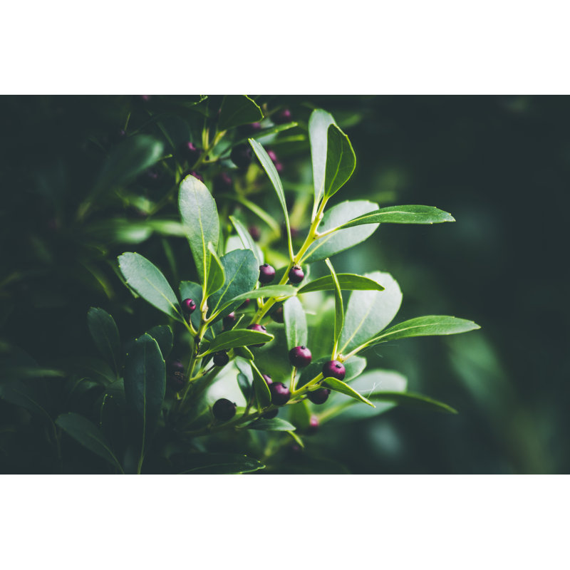 «An Evergreen Winterberry» par Diane Labombarbe, H 32 po x l 48 po