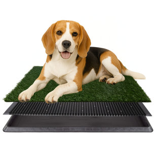 Entraînement de propreté pour chiots