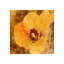 Amber Passion Painting-26947571-26947563