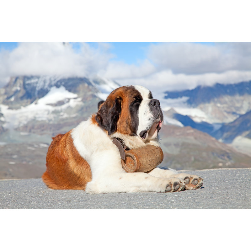 St. Bernard Dog by Swisshippo - Wrapped Canvas Print, 61cm H x 91cm W x 3.8cm D