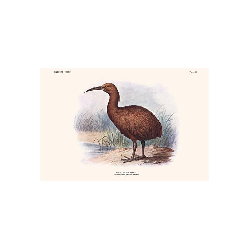 Impression d’art graphique, « aphanapteryx bonasia », H 28 po x l 42 po x P 1,5 po