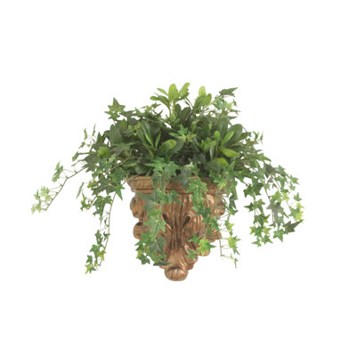 Mini Ivy Mixed with Pittosporum in Wall  Sconce