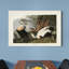 « Pl 246 Eider Duck », reproduction d’art sur toile tendue-2093164243