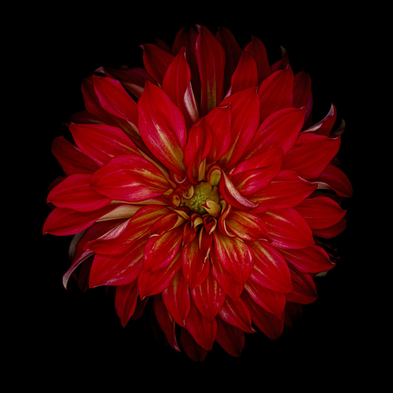 Red Dahlia Background by OGphoto - Wrapped Canvas Print, 91cm H x 91cm W