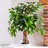 90cm Ficus Tree in Pot