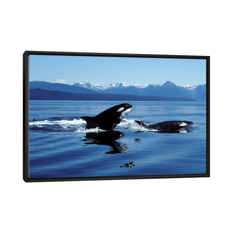 " Killer Whales Breaching In Icy Strait, Southeast Alaska " by VWPics, 18" H x 26" W x 1.5" D, Black Framed Canvas, No Mat
