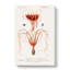 Octopus & Squid by Charles D' Orbigny - Wrapped Canvas-55360610