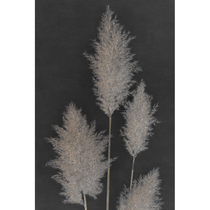 Herbe de la pampa de minuit I, H 36 po x l 24 po