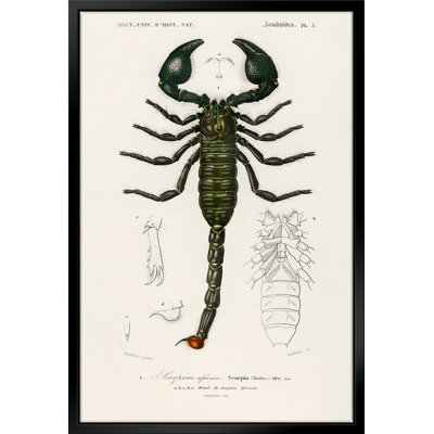 " The Emperor Scorpion " by Stanley Print House