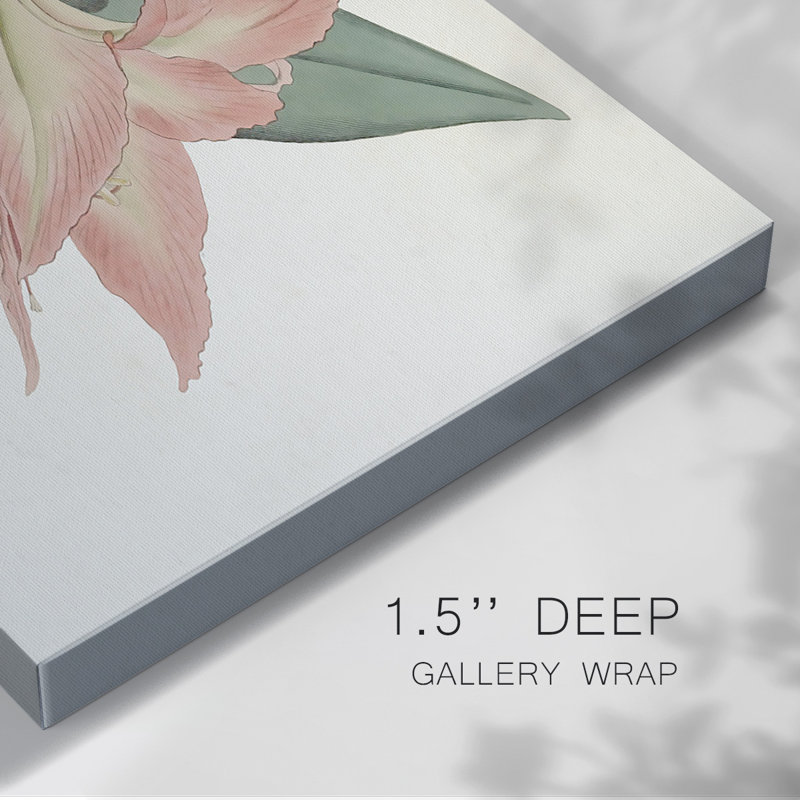Toile tendue Amaryllis Varietals III-Gallery, H 12 po x l 18 po