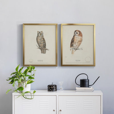 Scops - Eared Owl - Reproduction d'art graphique encadré