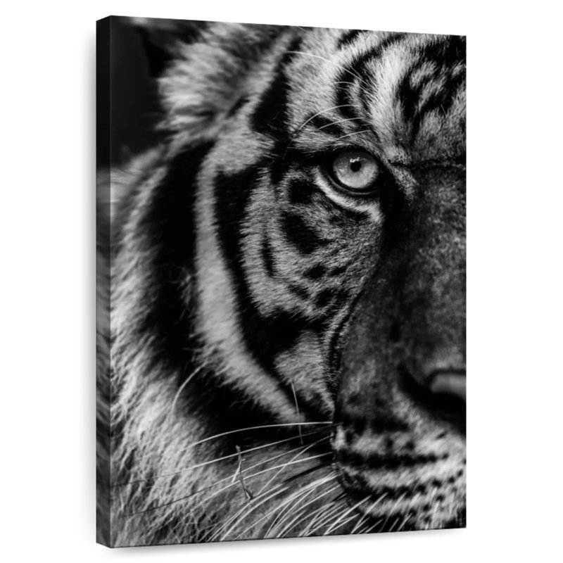 Tiger Peek, 24" H x 16" W