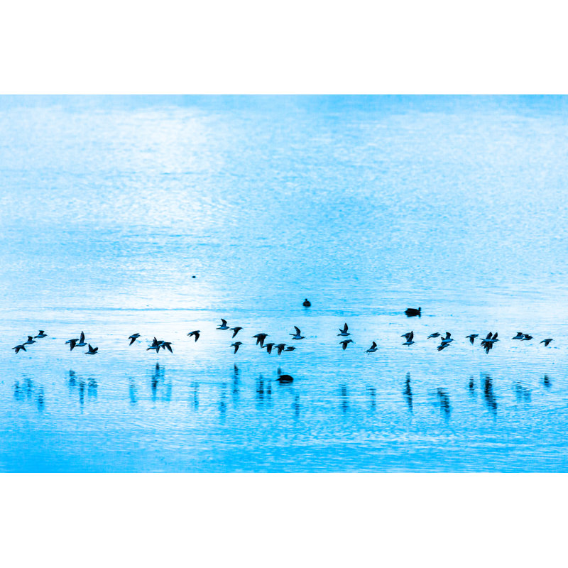 Flock of birds, 30cm H x 46cm W x 3.8cm D