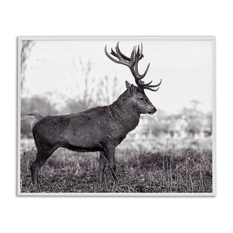 «Elk in Peaceful Forest», art de la giclée encadrée par Jasper Huish, Estampe numérique encadrée blanc bord de mer
