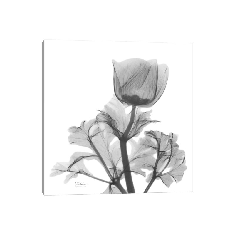 Lonely Anemone by Albert Koetsier - Wrapped Canvas Gallery-Wrapped Canvas Giclée, Wrapped Canvas, 12" H x 12" W