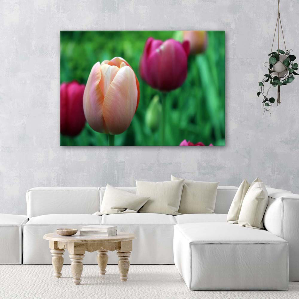 Leinwandbild Tulip Pink Flowers