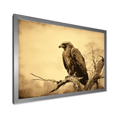 " Brown Resiliant Bold Eagle I "
