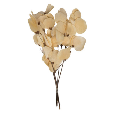 Vickerman 13,5 à 17 po, feuille de Moneta séchée sur rameau, conservée