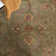 Taylor Hand Tufted Wool Oriental Rug