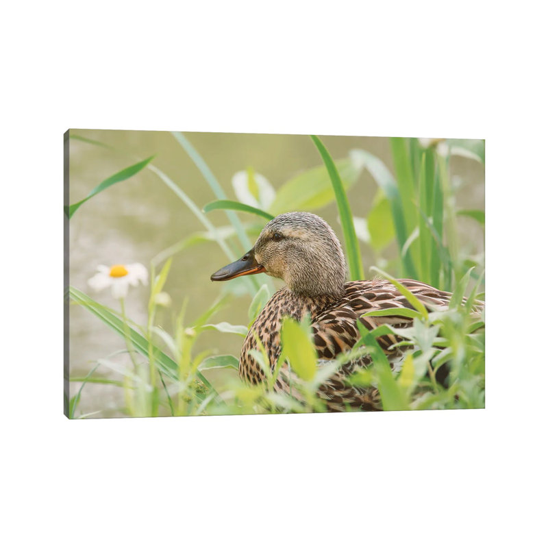 Daisy Duck by Louis Ruth - Wrapped Canvas Print, 101.6 cm H x 66.04 cm W x 1.91 cm D
