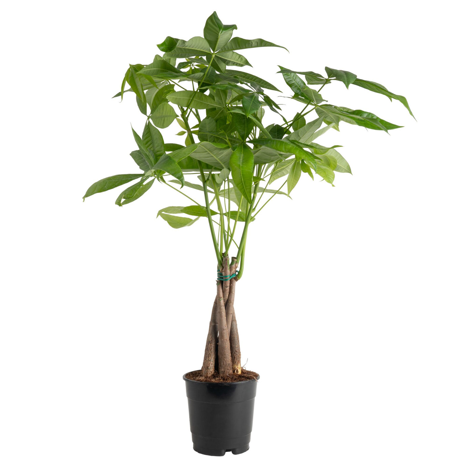 Costa Farms Indoor Pachira Braid Money Tree House Plant in 4-inch Nursery Pot