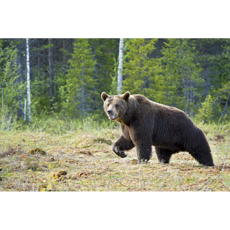 Grand ours brun par Guenterguni, H 32 po x l 48 po