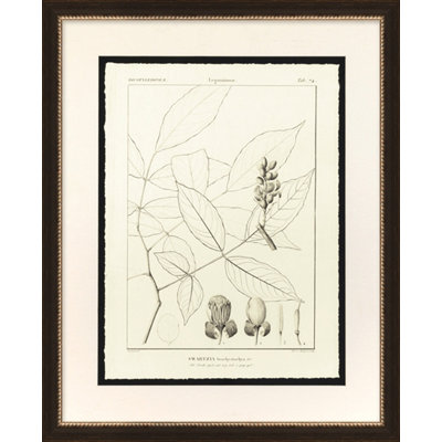 Swartzia Print
