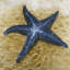 Magnifique étoile de mer - art sur toile marine pour la décoration intérieure
