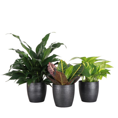 Plant in Pot