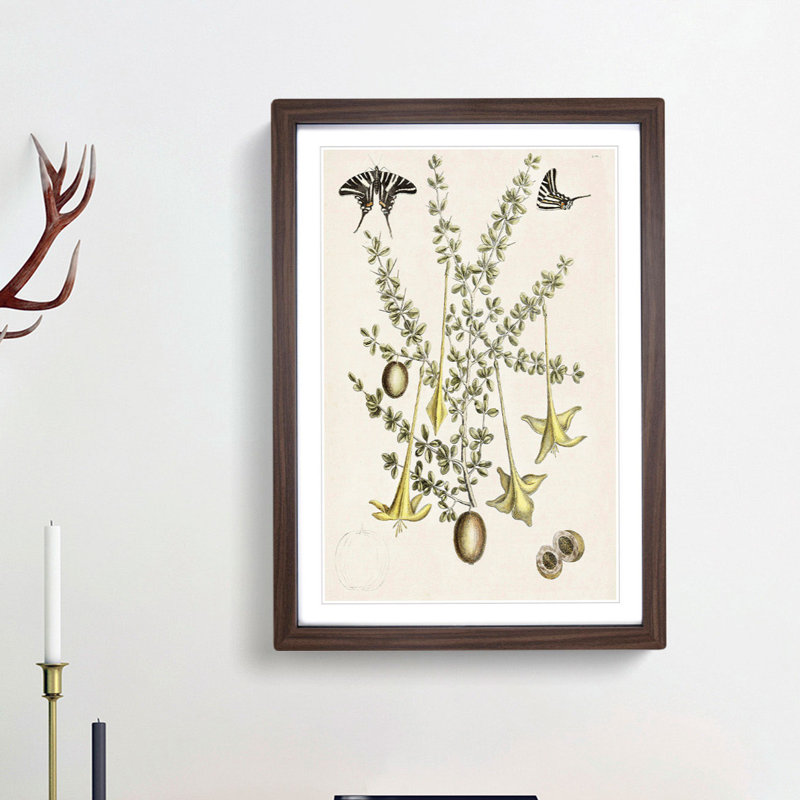 Butterflies & Flowers by Mark Catesby - Picture Frame Graphic Art Print, Walnut Framed, 87cm H x 62cm W x 2cm D