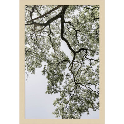 Pleasantville "Coastal Forest" Print