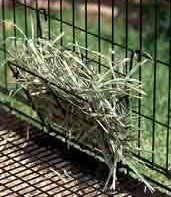 Small Animal