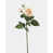 Rose est en rupture de stock