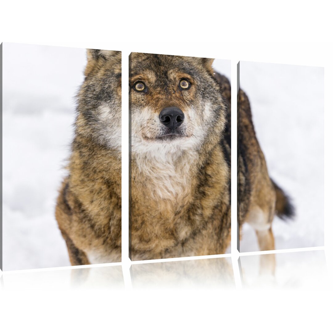 3-tlg. Leinwandbilder-Set „Niedlicher Wolf im Schnee“,Fotodruck