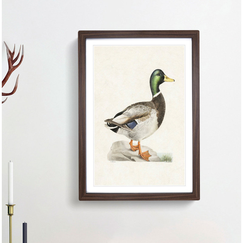 Male Mallard Duck by Von Wright - Picture Frame Art Print, Walnut, 50cm H x 35cm W x 2cm D
