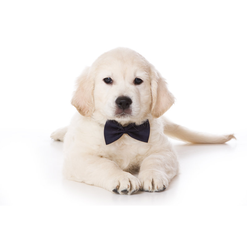 Golden Retriever Puppy - Wrapped Canvas Print, 20cm H x 30cm W x 3.8cm D