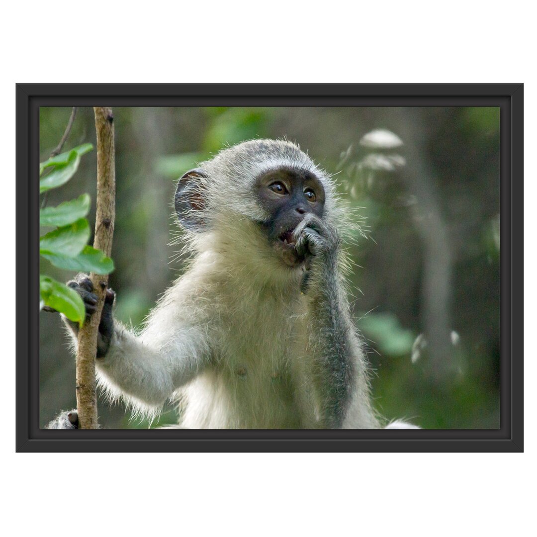 Junger Affe auf einem Baum Gerahmter fotografischer Kunstdruck