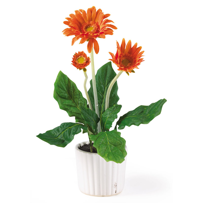 Arrangement floral Gerber Daisies